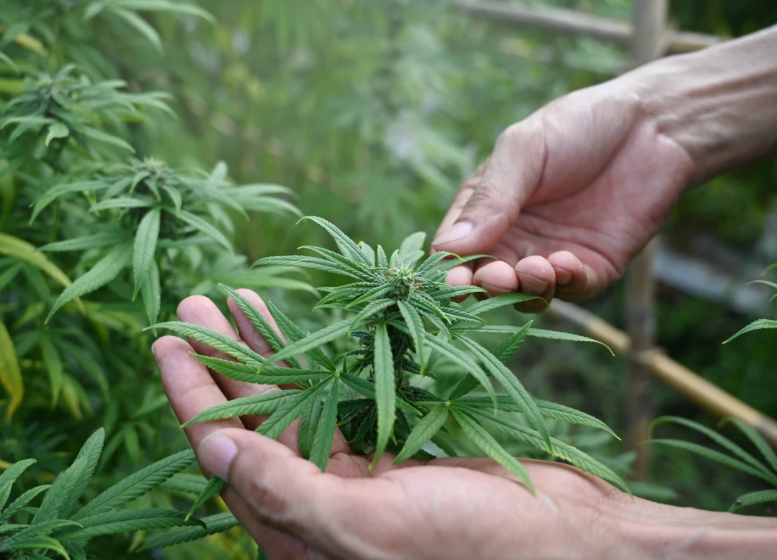 Cropped shot farmer checking marijuana or cannabis plantation in greenhouse. Alternative herbal medicine, health, hemp industry concept.